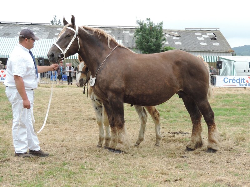 Vaillante 11 - 24 Juillet 2016 - National Boulonnais - 2e (Suitées de 7 à 9 ans)