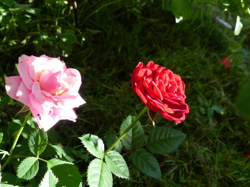 ma maison mon jardin le 11 septembre 2016 (1)