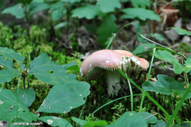 Russule comestible • Russula vesca • famille des Russulaceae