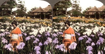 GEISHA_GIRL_AMONG_THE_IRIS____in_the_Kabota_Iris_Gardens_Near_Omori_in_Old_Japan