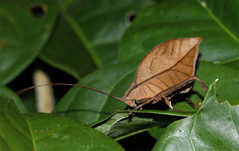 Typophyllum sp.