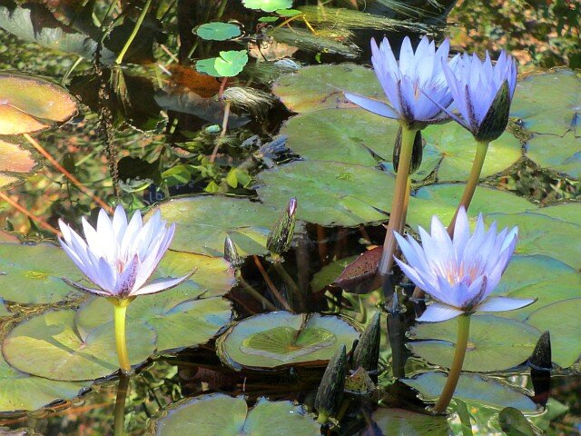 blog chau75
