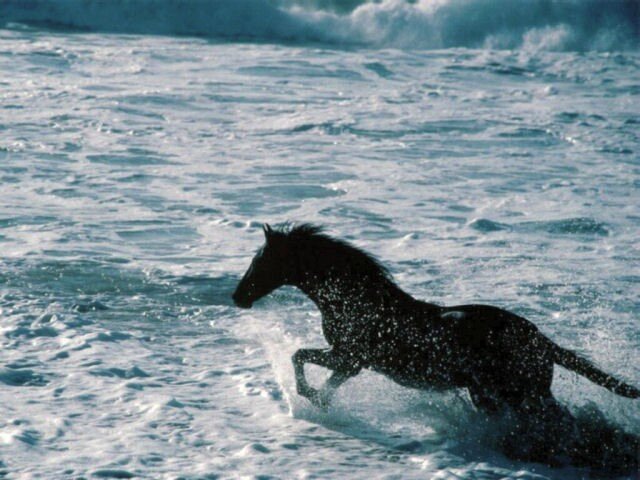 cheval_au_galop_dans_la_mer