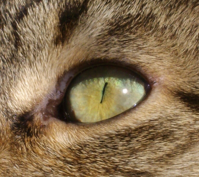 oeil de chat (photo C.F)