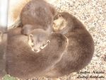 loutre_naine_blog20