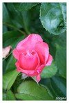 rose_003