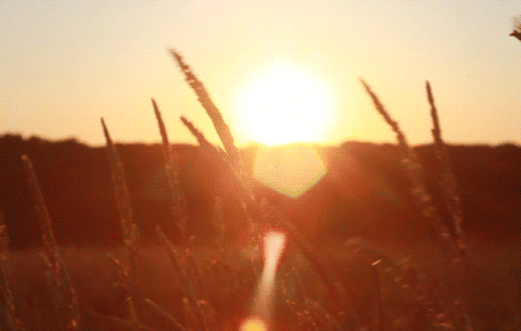 sun