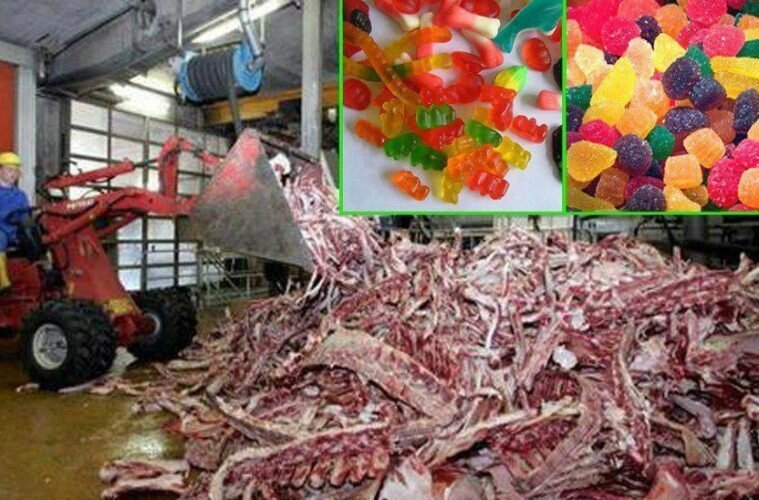 gummy-759x500