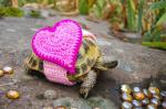 cute-crochet-tortoise-cozy-katie-bradley-13__700