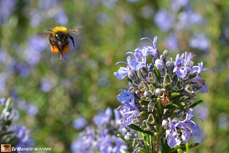 Abeille-et-romarin