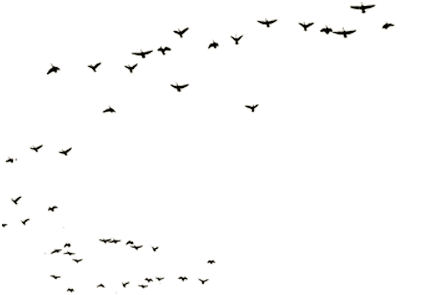flying_birds