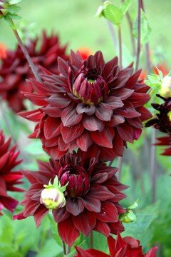 DAHLIA NOIR DESIRE