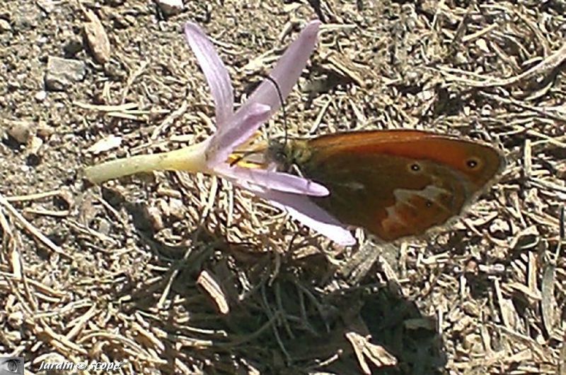 Colchique Corse • Colchicum alpinum