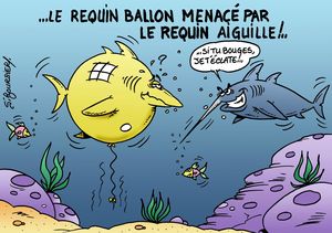 requin ballon145