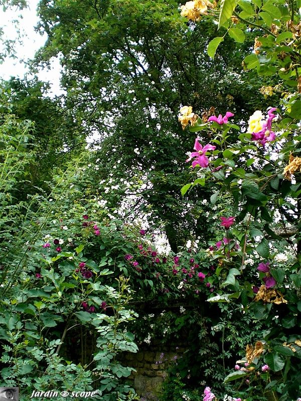 Des rosiers lianes montent jusqu'en haut des arbres voisins