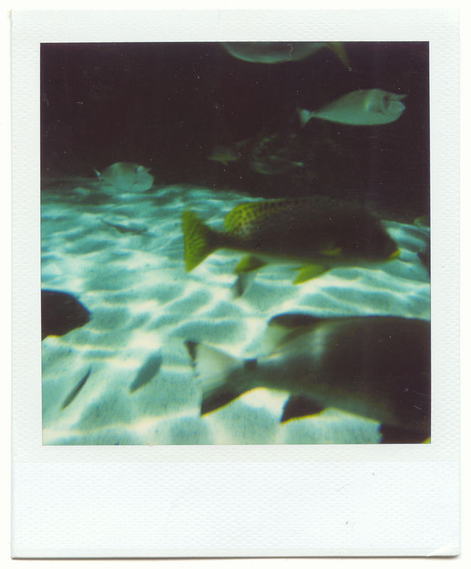 pif le poisson