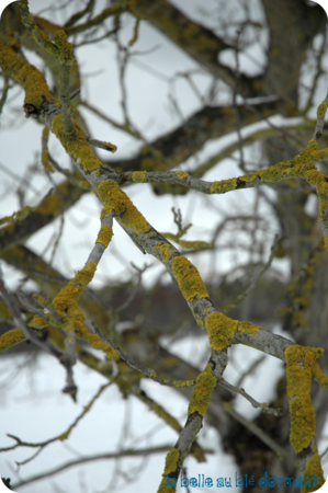 Arbre