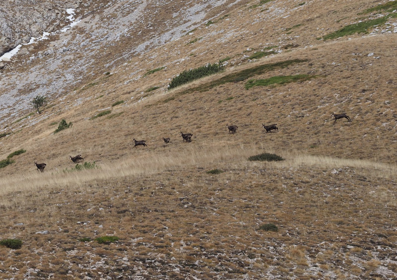 Chamois sous la Tête des Ormans