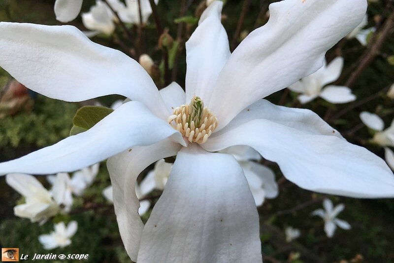 Magnolia-bis