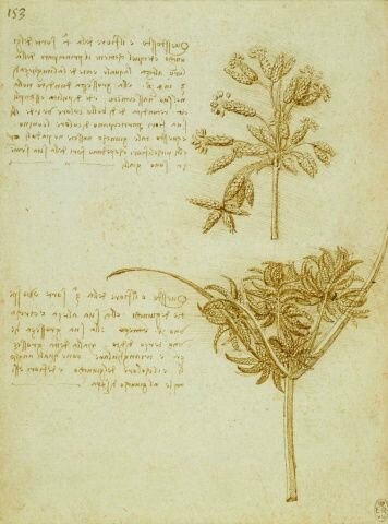 Leonardo da Vinci (Vinci 1452-Amboise 1519), The seed-heads of two rushes (Scirpus lacustris and Cyperus sp