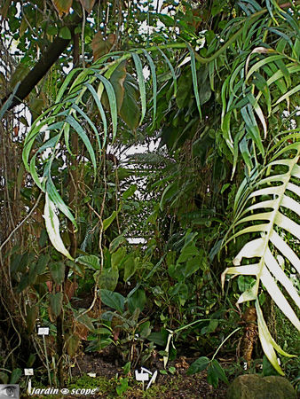 CIMG1415_Foret_tropicale