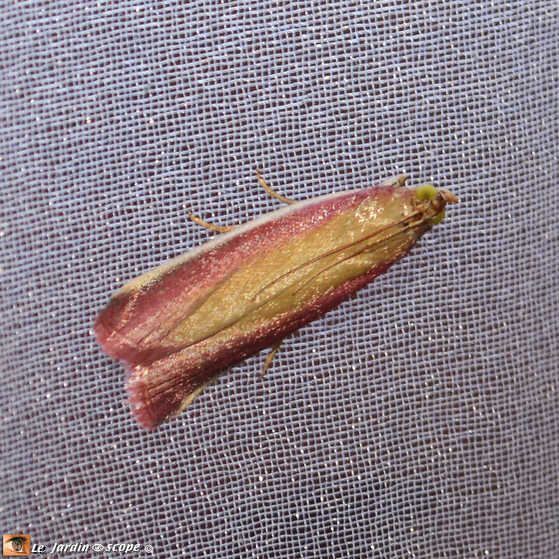 Oncocera-semirubella-2