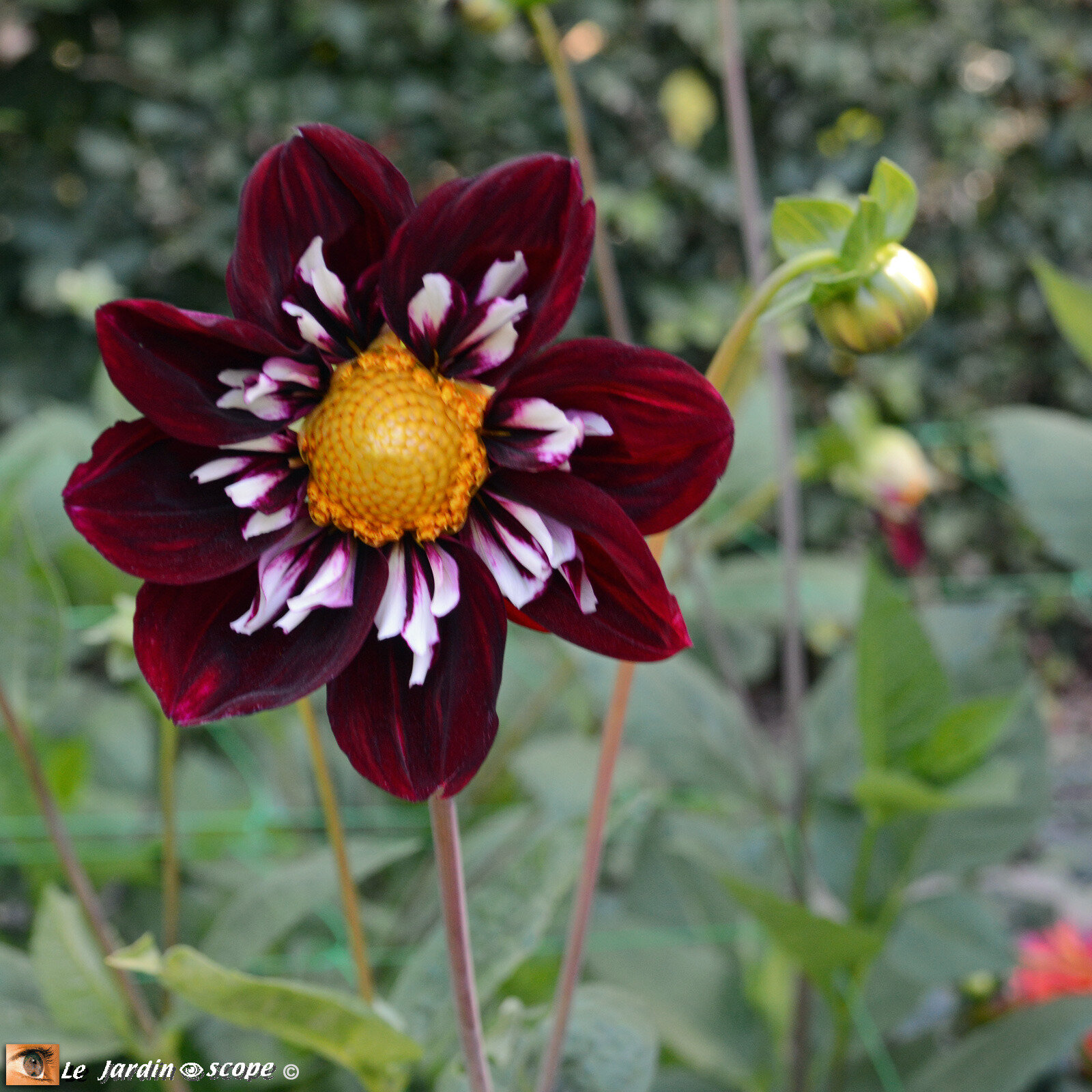 Dahlia Stephanie Hertel