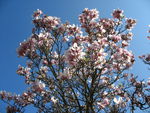 Printemps__arbre_en_fleurs