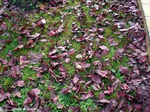 Feuille_mortes_pelouse