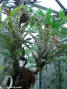 bromeliaceae