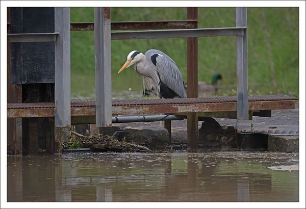 ville lulu2 heron pech 120413 1 canard