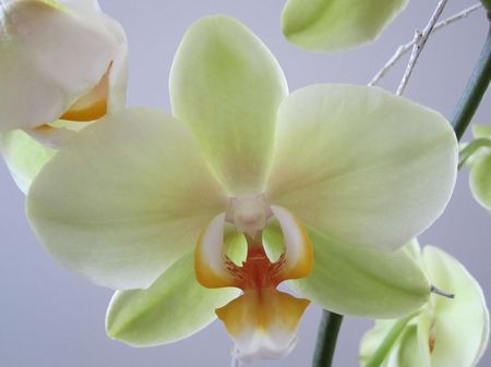 orchid_e2011_113