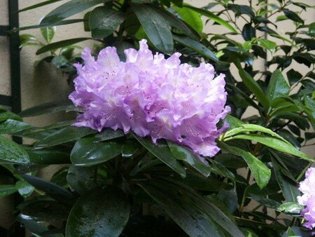 Rhodo1815