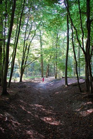 foret_01