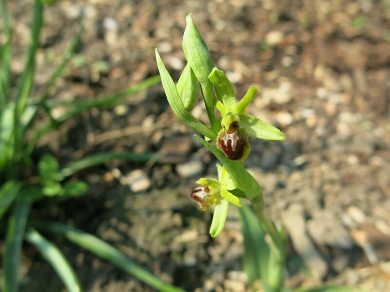 ophrys