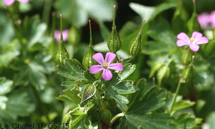 géranium luisant