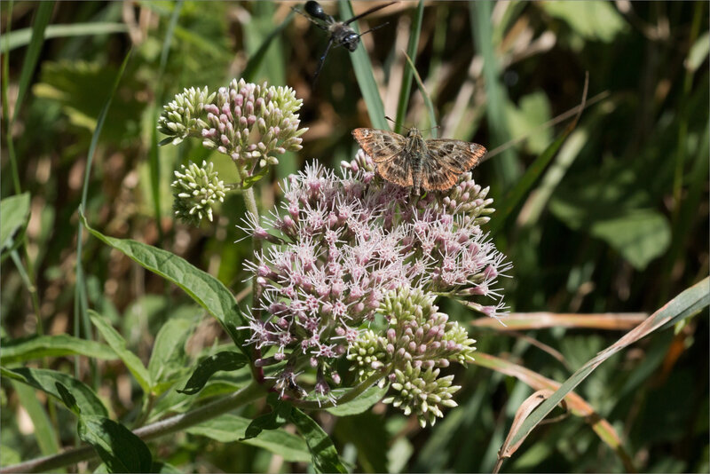 Galuchet papill Grisette eupatoire 080818 3