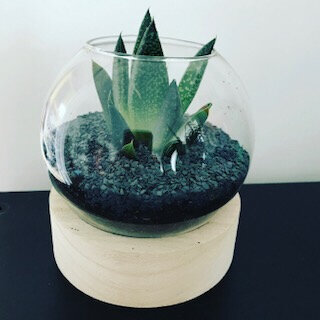 Succulente by Madame