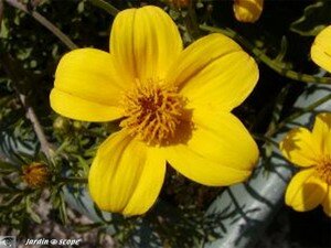 Bidens