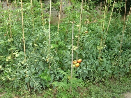 jungle_de_tomates