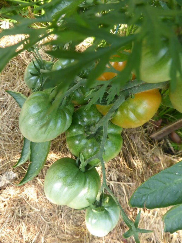 8-tomate jouai d'oaxaca