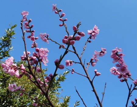 printemps_p_cher