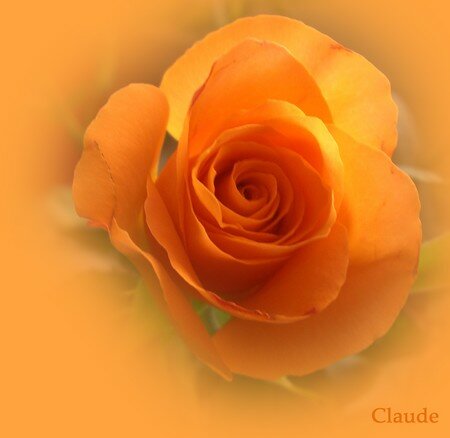 rose_orange