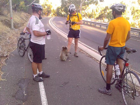 koala_cycliste