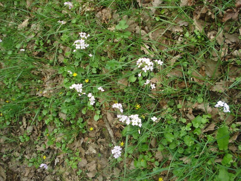 DSC06611