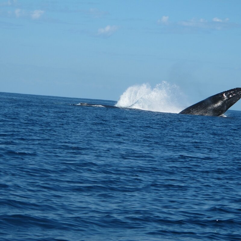 Ambolimailaka juillet 2014 - les baleines 055