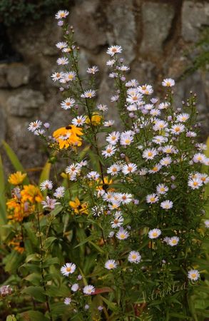 aster_et_rudbeckia