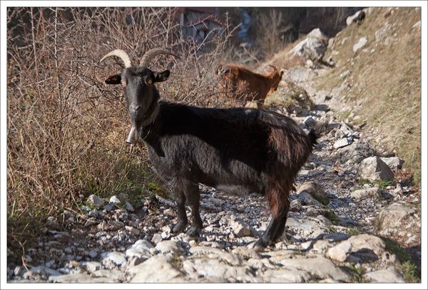 Asturies GA Bulnes Naranjo 280113 38 chevres