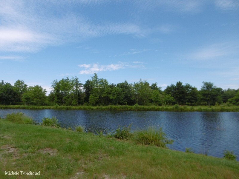 Etang de la Glacière 080618