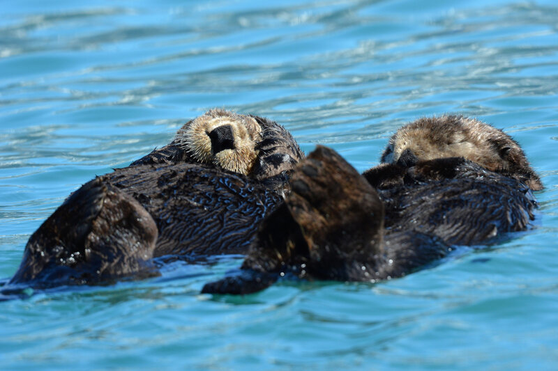 Loutre 6